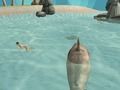 Jeu Tueur de plage de simulateur de requin en ligne