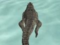 Jeu Chasse à la plage du simulateur de crocodile  en ligne