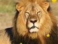 Jeu Étoiles cachées des animaux  en ligne