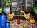 Jeu Évasion de Pâques de ferme de volaille  en ligne