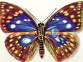 Jeu Différences Papillons  en ligne