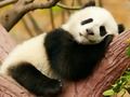 Jeu Différences animales  en ligne