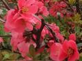 Jeu Fleurs de printemps: objets cachés  en ligne