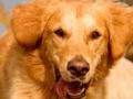 Jeu Dog Spot La Différence  en ligne