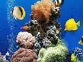 Jeu Différence sous-marine  en ligne