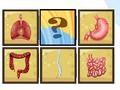 Jeu Scanner d'organes humains  en ligne
