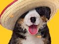 Jeu Chien drôle : os cachés  en ligne