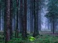 Jeu Coucher de soleil mystique dans la forêt  en ligne