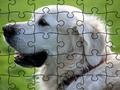 Jeu Puzzle Animaux Domestiques  en ligne
