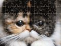 Jeu Puzzle de chats exotiques  en ligne