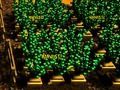 Jeu Ferme de pixels en ligne