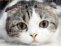Jeu Temps de puzzle des chats en ligne