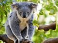 Jeu Animal de confiture en ligne