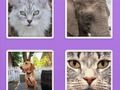Jeu Animaux de curseur de l'image  en ligne