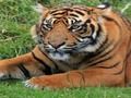 Jeu Trivia zoo en ligne