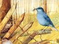 Jeu Oiseaux : puzzles artistiques  en ligne