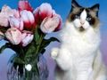Jeu Puzzle drôle de chats  en ligne