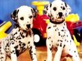 Jeu Puzzle de chiots en ligne Jeu Puzzle de chiots en ligne