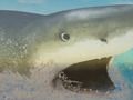 Jeu La requin en ligne Jeu La requin en ligne