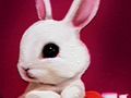 Jeu Retour à l'école: livre de coloriage de lapin  en ligne