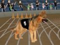 Jeu Fiède de course de chiens folles en ligne