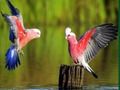 Jeu Puzzle Oiseaux  en ligne