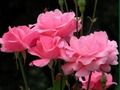 Jeu Roses roses  en ligne