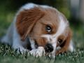 Jeu Doggy en ligne
