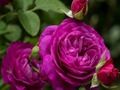 Jeu Roses pourpres  en ligne