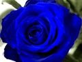 Jeu Roses bleues  en ligne