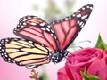 Jeu Puzzle Papillons  en ligne