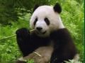 Jeu Puzzle Pandas  en ligne