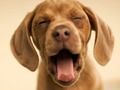 Jeu Chien drôle  en ligne