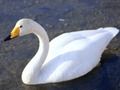 Jeu Cygnes gracieux  en ligne