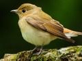Jeu Oiseaux adorables  en ligne