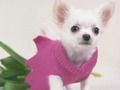 Jeu Puzzle de chiots mignons  en ligne