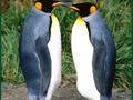 Jeu Puzzle Pingouin  en ligne