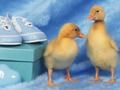 Jeu Puzzle de petites créatures adorables  en ligne