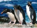 Jeu Pingouins Slide  en ligne