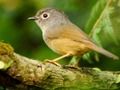 Jeu Toboggan Oiseaux  en ligne