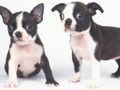 Jeu Belle diapositive de chiot en ligne