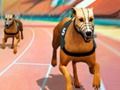 Jeu Crazy Dog Racing Fever  en ligne