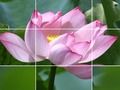 Jeu Fleurs de Lotus  en ligne