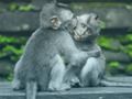 Jeu Puzzle de chimpanzé  en ligne