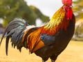 Jeu Puzzle Oiseaux domestiques  en ligne