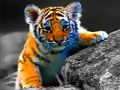 Jeu Puzzle de bébés animaux sauvages  en ligne