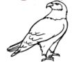 Jeu Livre de coloriage aigle en ligne Jeu Livre de coloriage aigle en ligne