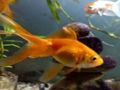 Jeu Puzzle Poisson d'or  en ligne