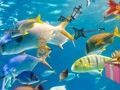 Jeu Objets cachés: toboggan tropical  en ligne