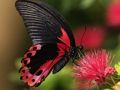 Jeu Puzzle Nature Papillon  en ligne